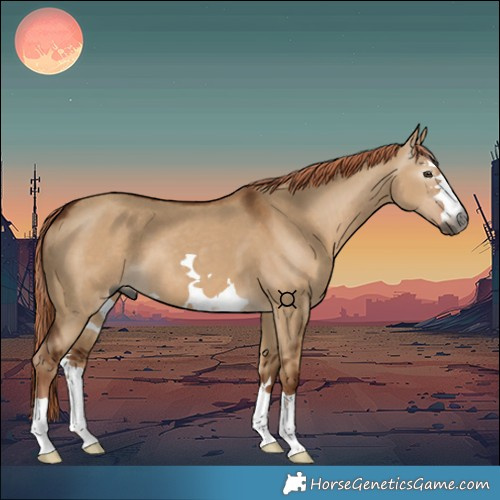 Horse Color:Gray Red Dun 
