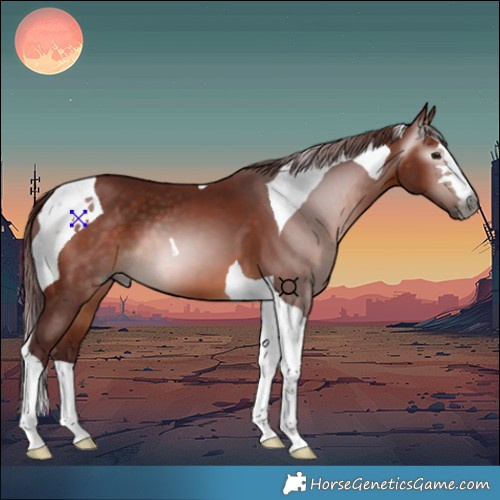 Horse Color:Gray Chocolate Bay Tobiano 