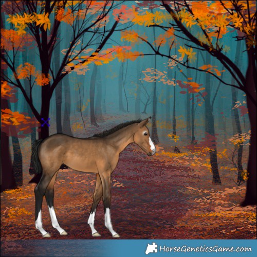 Horse Color:Gray Bay Dun