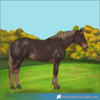 Horse Color:Liver Chestnut Rabicano
