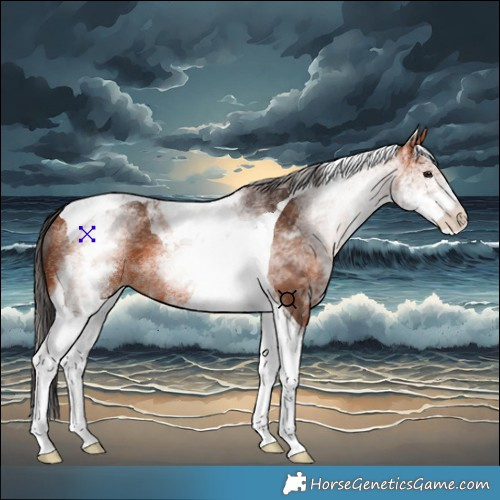 Horse Color:White Spotted Bay Tobiano 