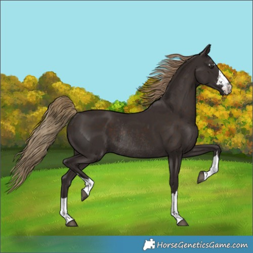 Horse Color:Liver Chestnut Rabicano 