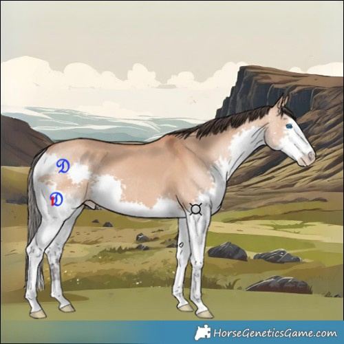 Horse Color:Bay Dun Splash 