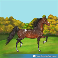 Horse Color:Brown Appaloosa