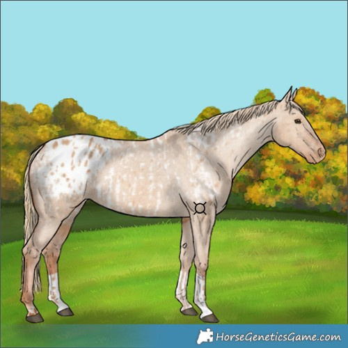 Horse Color:Red Dun Near Leopard  and Red Dun Blanket 