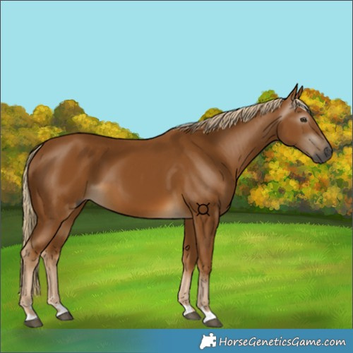 Horse Color:Gray Palomino 