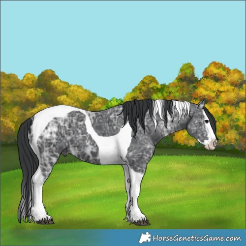 Horse Color:Black Ice Splash Tobiano 