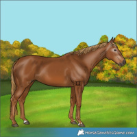 Horse Color:Gray Chestnut 