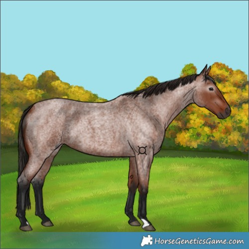 Horse Color:Gray Bay Roan