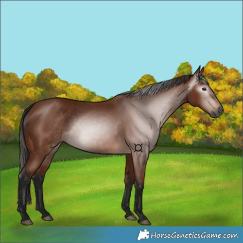 Horse Color:Gray Bay Rabicano 