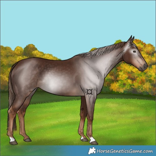 Horse Color:Gray Chestnut 