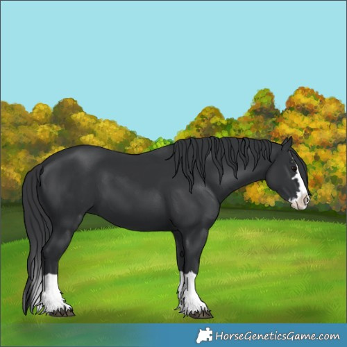 Horse Color:Black Splash