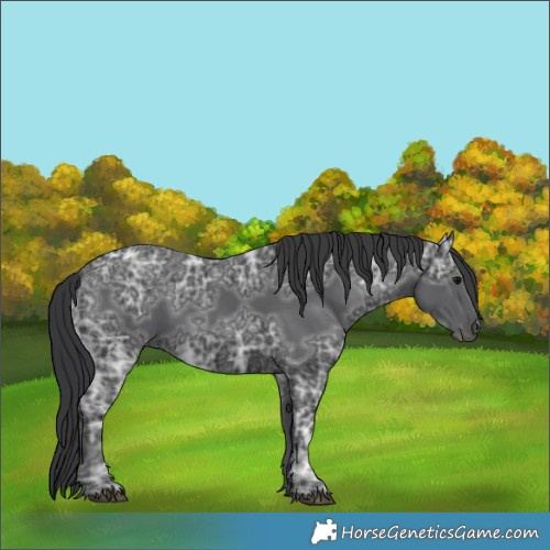 Horse Color:Black Ice Rabicano 