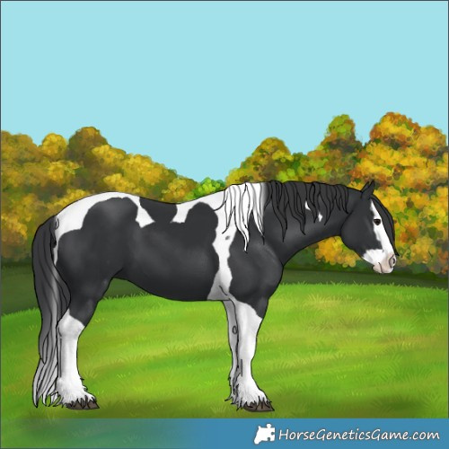 Horse Color:Black Splash Tobiano 