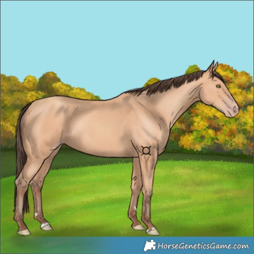Horse Color:Amber Champagne 