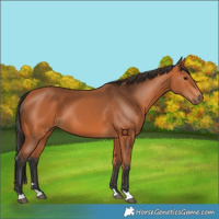 Horse Color:Bay 