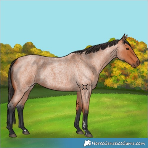 Horse Color:Bay Roan 