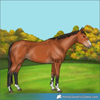 Horse Color:Bay 