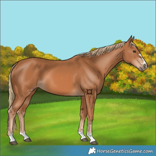 Horse Color:Chestnut 