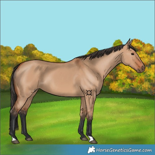 Horse Color:Bay Dun 