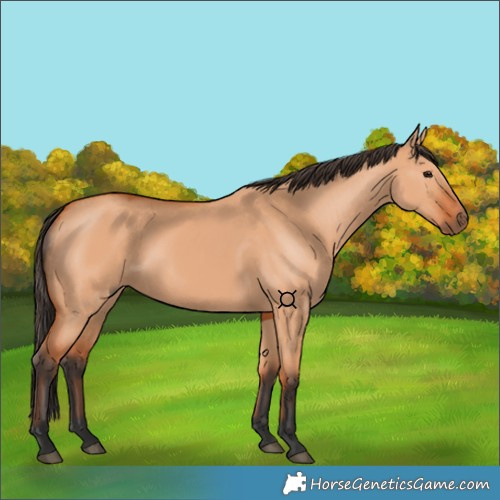 Horse Color:Bay Dun