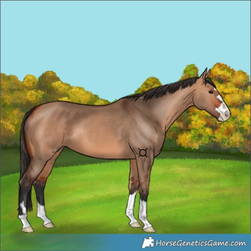 Horse Color:Bay Dun