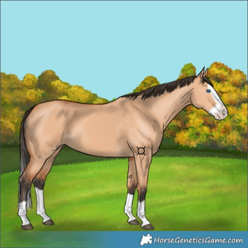 Horse Color:Bay Dun Splash