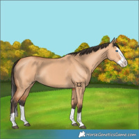 Horse Color:Bay Dun Splash 