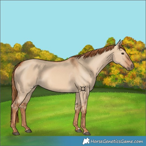 Horse Color:Red Dun 