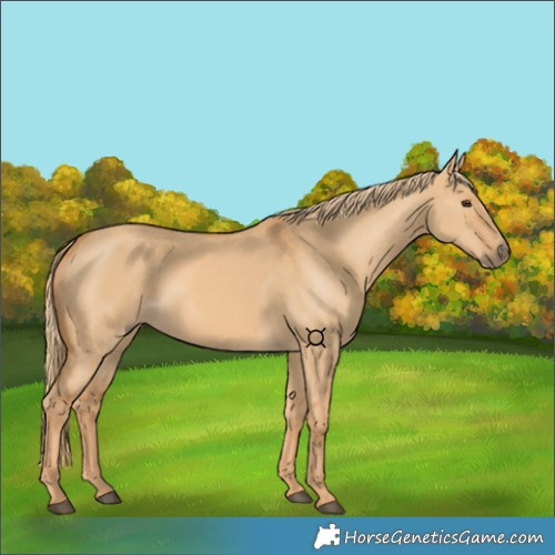 Horse Color:Red Dun 
