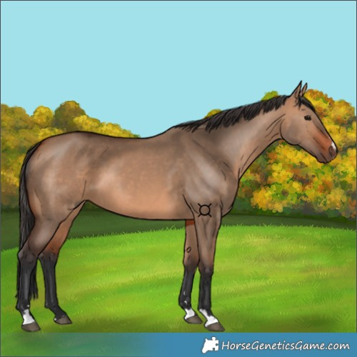 Horse Color:Bay Dun 