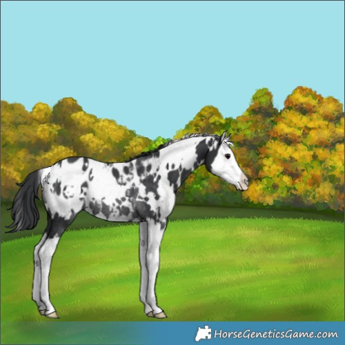 Horse Color:White Spotted Black Splash Appaloosa Rabicano