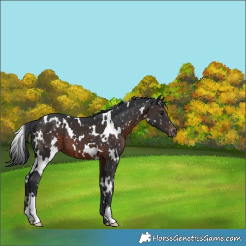 Horse Color:White Spotted Brown Snowflake Varnish 