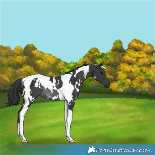 Horse Color:White Spotted Black Tobiano Rabicano