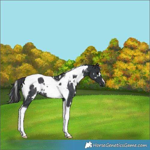 Horse Color:White Spotted Black Tobiano Rabicano