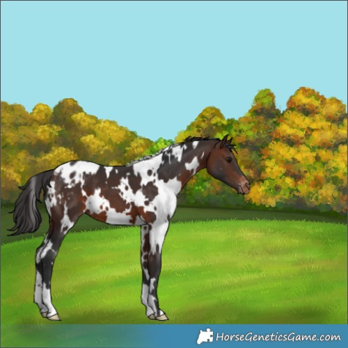 Horse Color:White Spotted Brown Blanket 