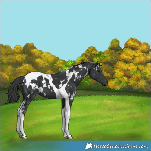 Horse Color:White Spotted Black Tobiano 