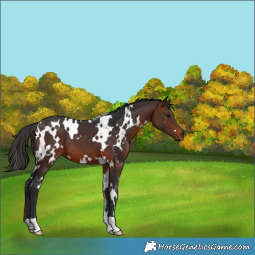 Horse Color:White Spotted Brown