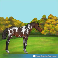 Horse Color:White Spotted Brown