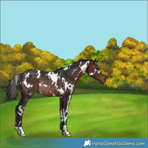 Horse Color:White Spotted Brown Rabicano 