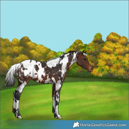 Horse Color:White Spotted Brown Blanket 