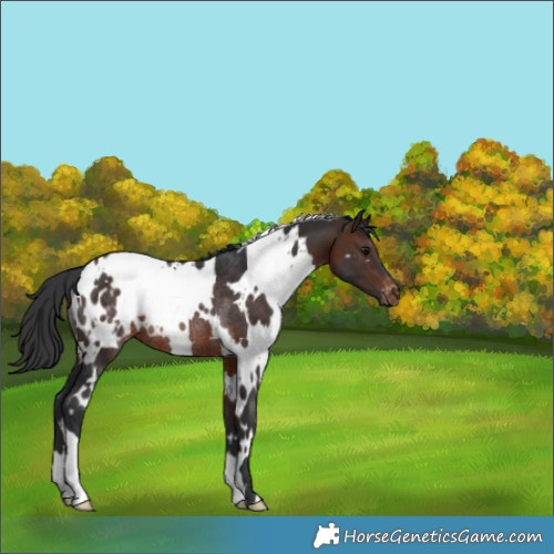 Horse Color:White Spotted Brown Appaloosa Rabicano 