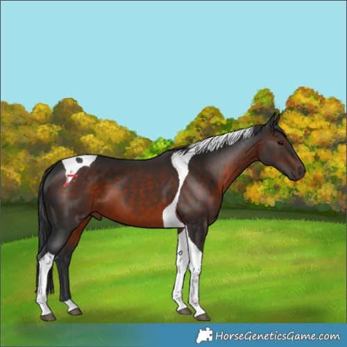 Horse Color:Brown Tobiano 