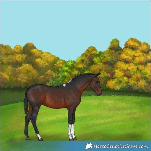 Horse Color:Brown Tobiano 