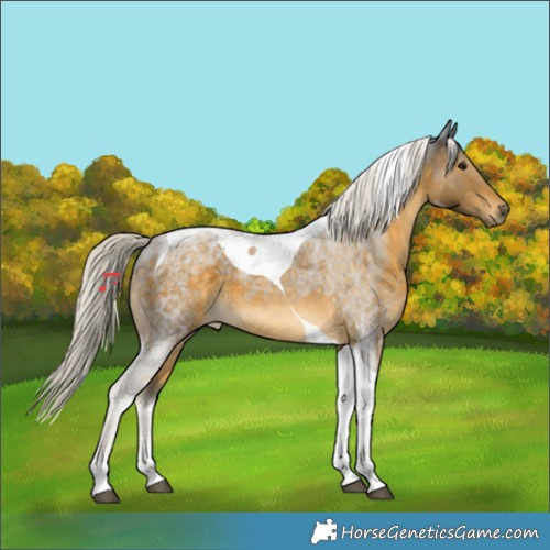 Horse Color:Silver Buckskin Tobiano 