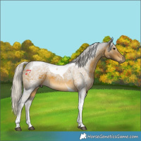 Horse Color:Silver Buckskin Tobiano