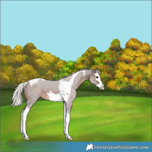 Horse Color:Silver Brown Splash Tobiano 