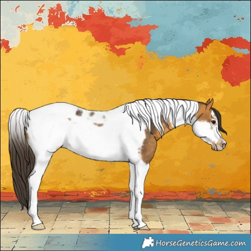 Horse Color:Buckskin Tobiano Frame 