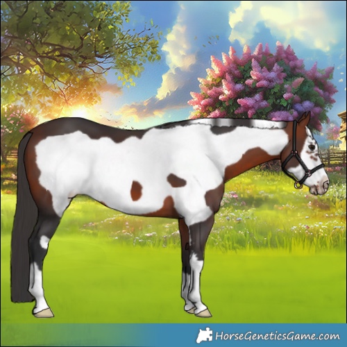 Horse Color:Bay Frame 
