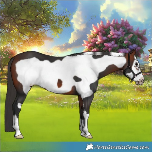 Horse Color:Bay Frame 
